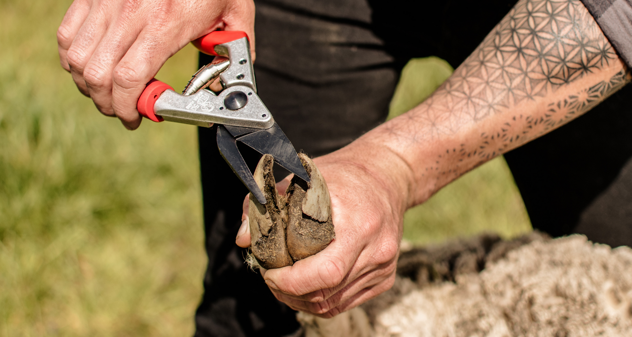 Klauenschere bei der Hufpflege eines Rindes – professionelle Tierpflege mit FELCO