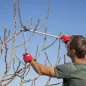 Preview: FELCO 231 Astschere im Einsatz Gartenpflege Profi Werkzeug