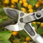 Preview: FELCO 231 Astschere Amboss Schneidsystem im Einsatz Obstbau