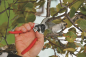 Preview: FELCO 2 | Baumschere | Gartenschere | Hochleistung | Klassisches Modell | Baumschnitt | Streuobstwiese