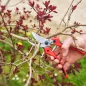 Preview: FELCO 171M Profi Rebschere – präzise Schnitte im Weinbau
