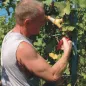 Preview: FELCO 310 Pflückschere bei der Ernte von Trauben