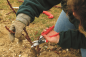 Preview: FELCO 10 Gartenschere - Rosenschnitt