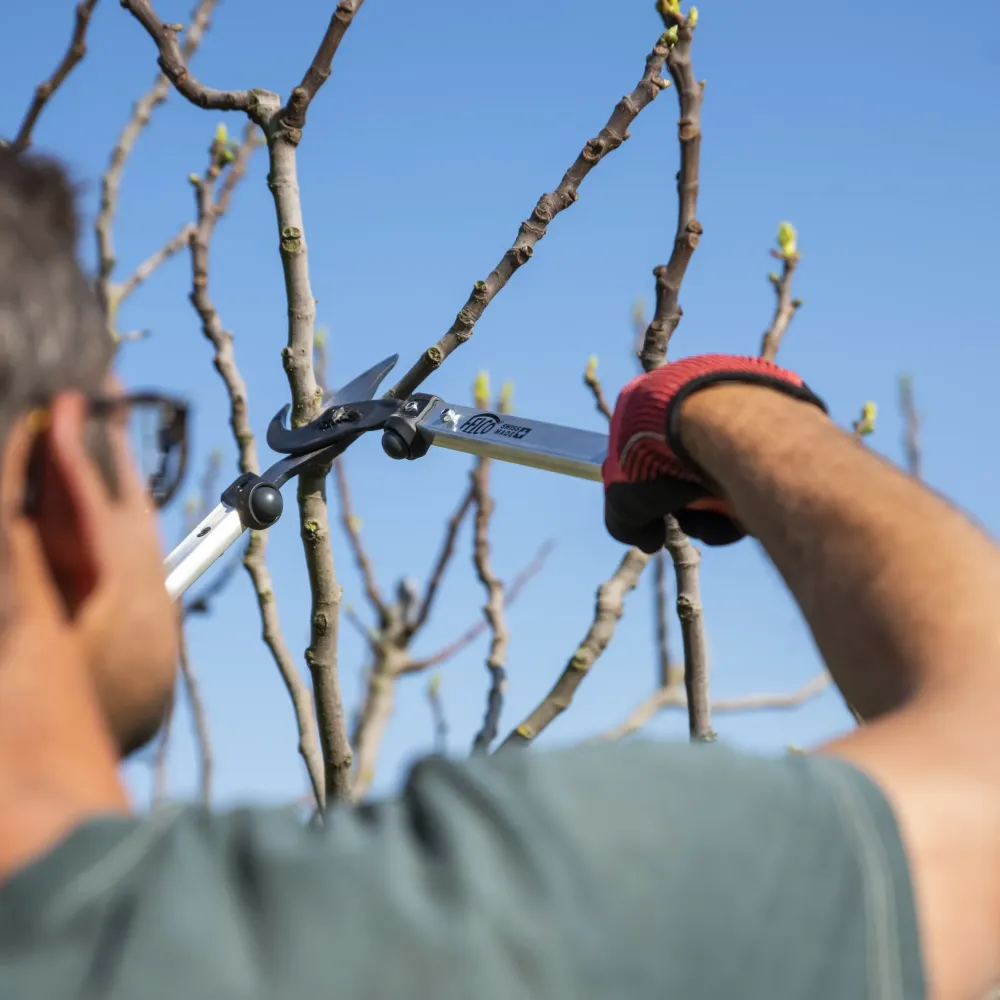 FELCO 211-60 Astschere beim Schneiden in der Baumkrone