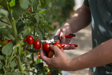 FELCO 321 | Ernteschere | Leseschere | Stahlgriffe | gerade verchromte Klinge | 177 mm | Tomaten Ernte