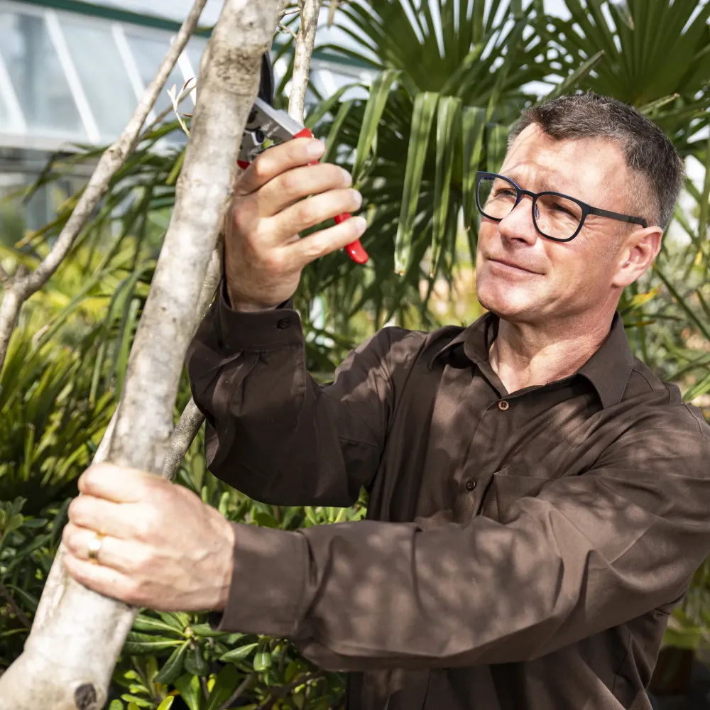 Preview: FELCO 11 Gartenschere beim Obstbaumschnitt