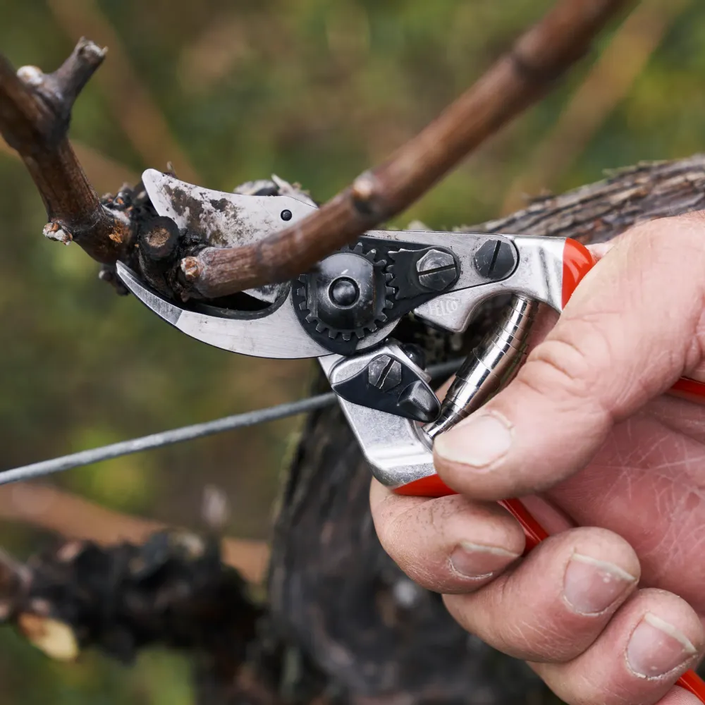 Preview: Felco 14 Gartenschere beim Schneiden von Ästen – präziser Bypass Schnitt