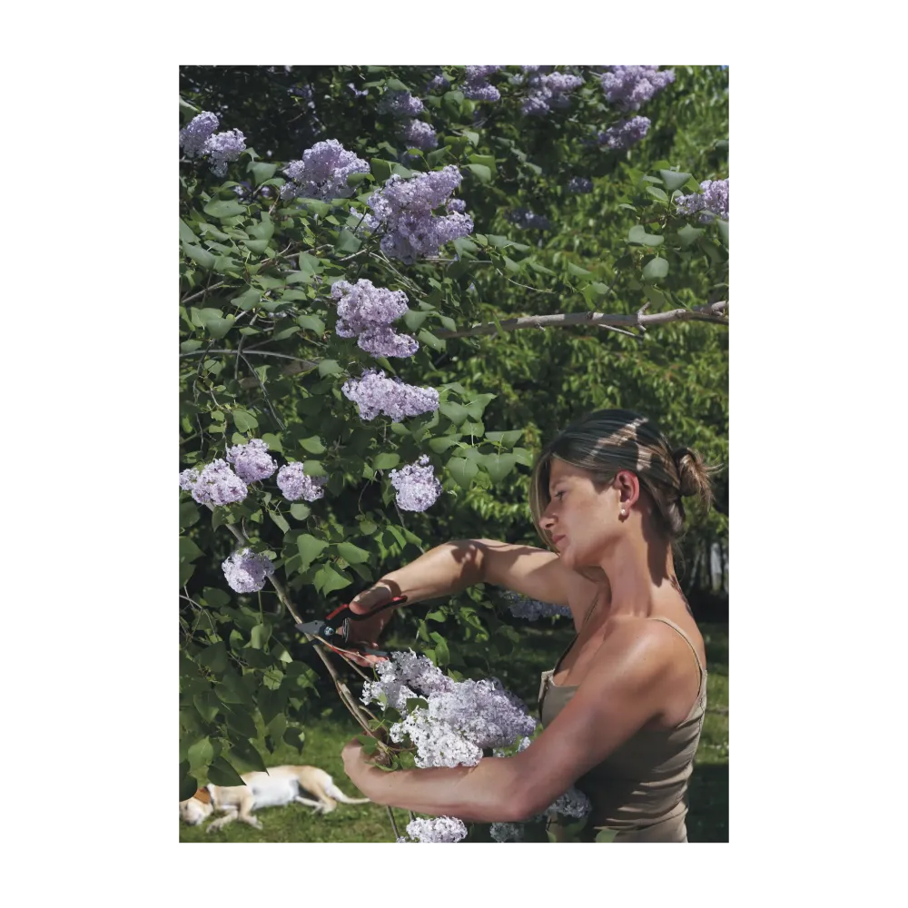 Preview: FELCO 160S Gartenschere Anwendung im Garten