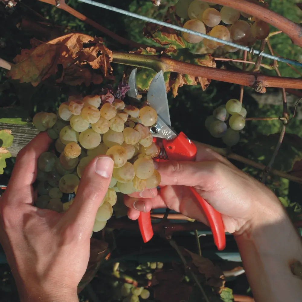 Preview: FELCO 300 Ernteschere Anwendung Weinbau Trauben schneiden