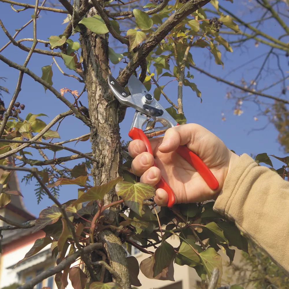 Preview: FELCO 31 Gartenschere beim Rückschnitt von Gehölzen