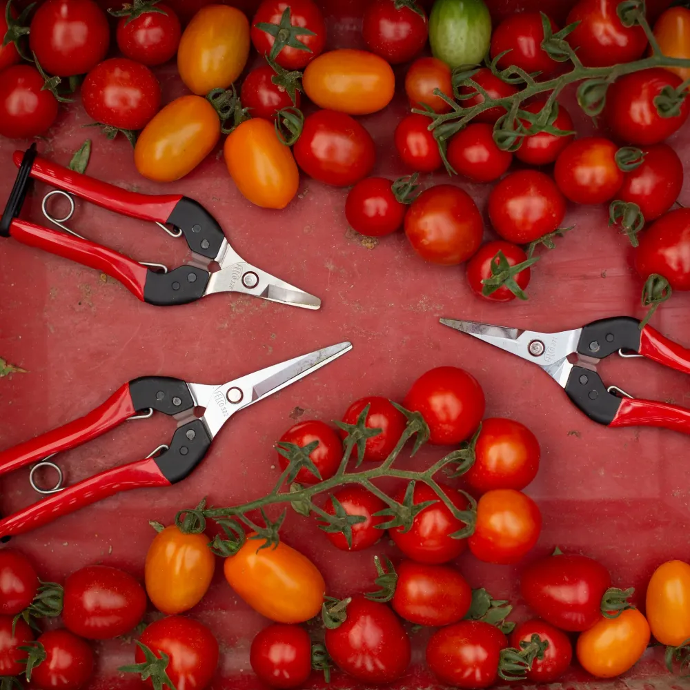 FELCO 320 leichte Ernteschere für präzise Schnitte bei kleinen Früchten