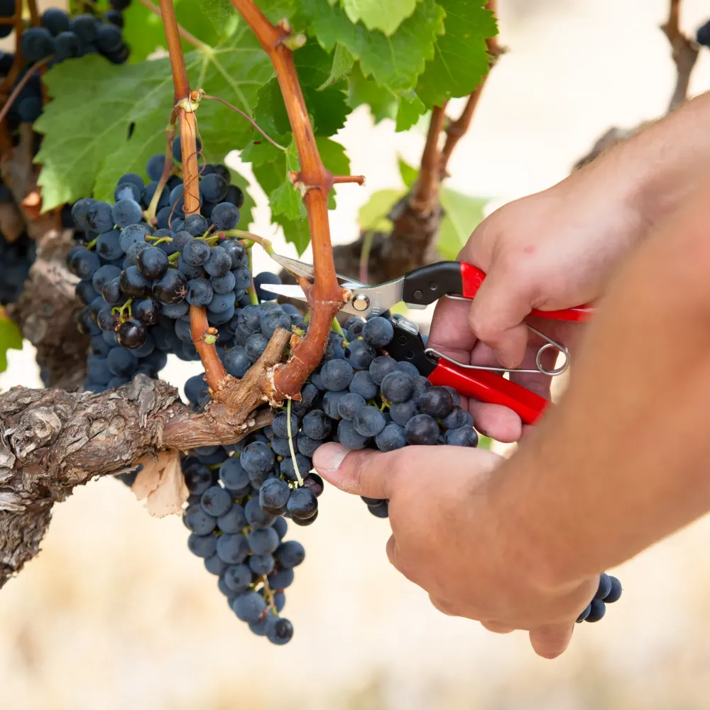 FELCO 321 Ernteschere bei der Traubenernte