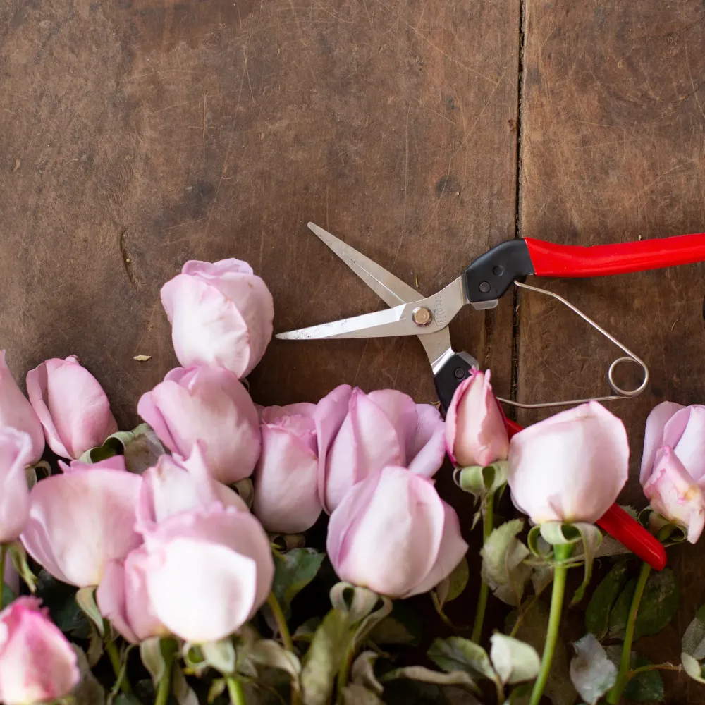 Preview: FELCO 322 Pflückschere für präzise Schnitte an Blumen