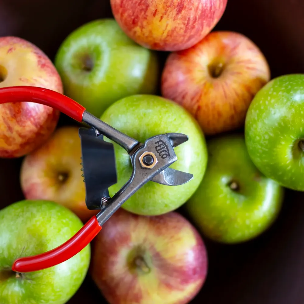 felco 330 obstschere obsternte verschiedene früchte