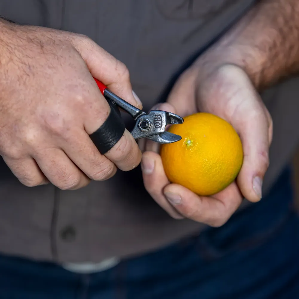 Preview: felco 330 präzisionsschere detail schnitt frucht