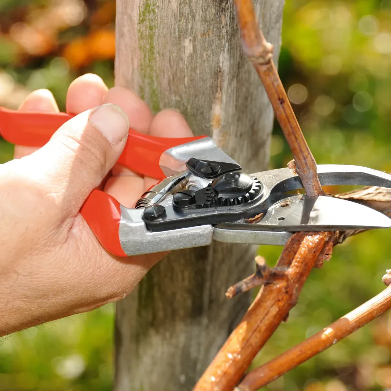 Preview: FELCO 8 Schneidkopf Detail Bypass Klinge Gartenschere