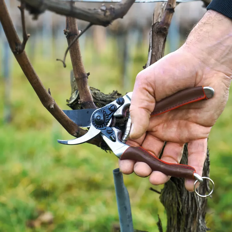 Preview: FELCO 6 Elite Gartenschere im Einsatz Ast schneiden