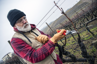 FELCO 8 Gartenschere - Rebschnitt 5