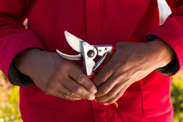 FELCO 9 Gartenschere - für Linkshänder - in der Hand