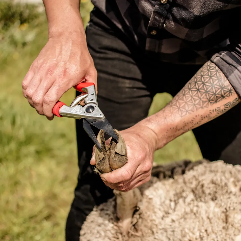 Preview: FELCO 50 Klauenschere im Einsatz bei der Klauenpflege von Rindern
