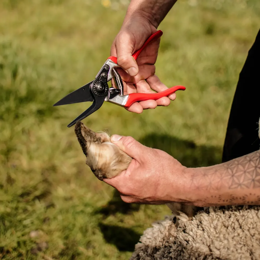 Preview: felco 50 klauenschere im einsatz klauenpflege rind