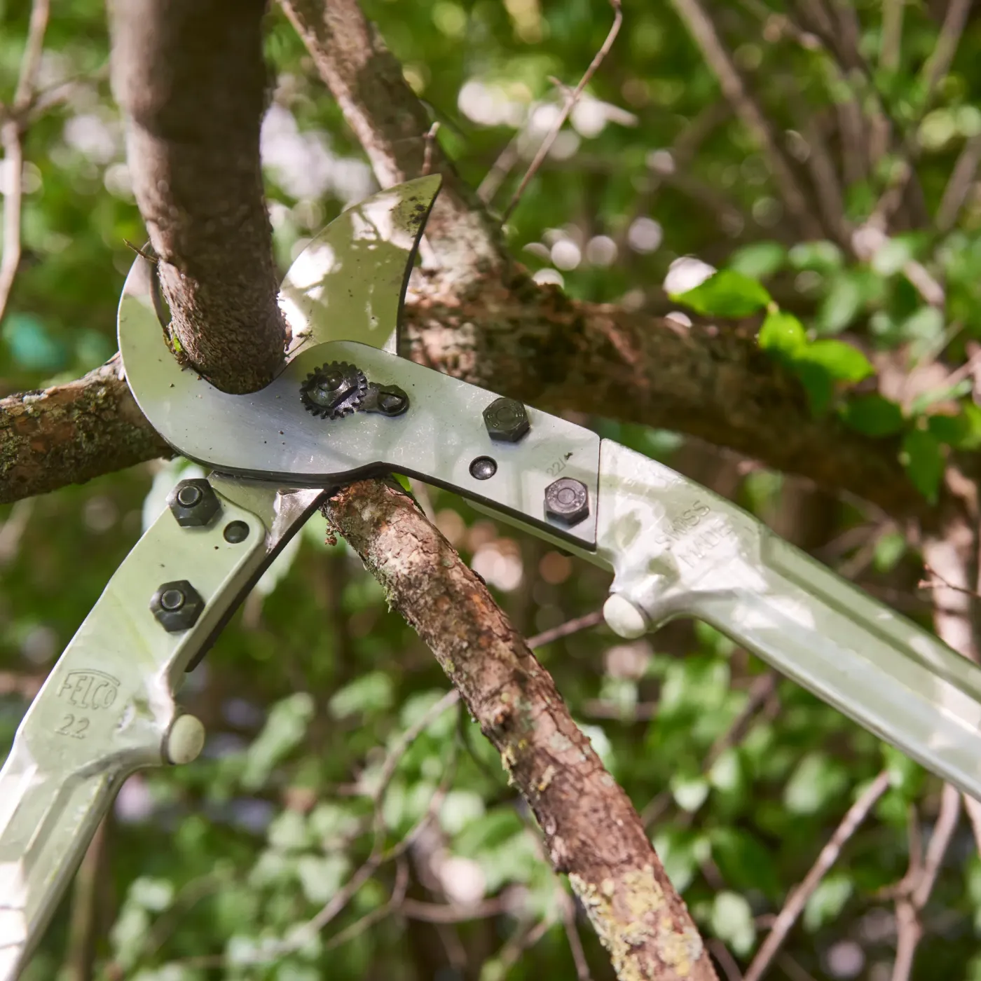 FELCO 22 Astschere im Einsatz – kraftvoller Schnitt an starkem Ast