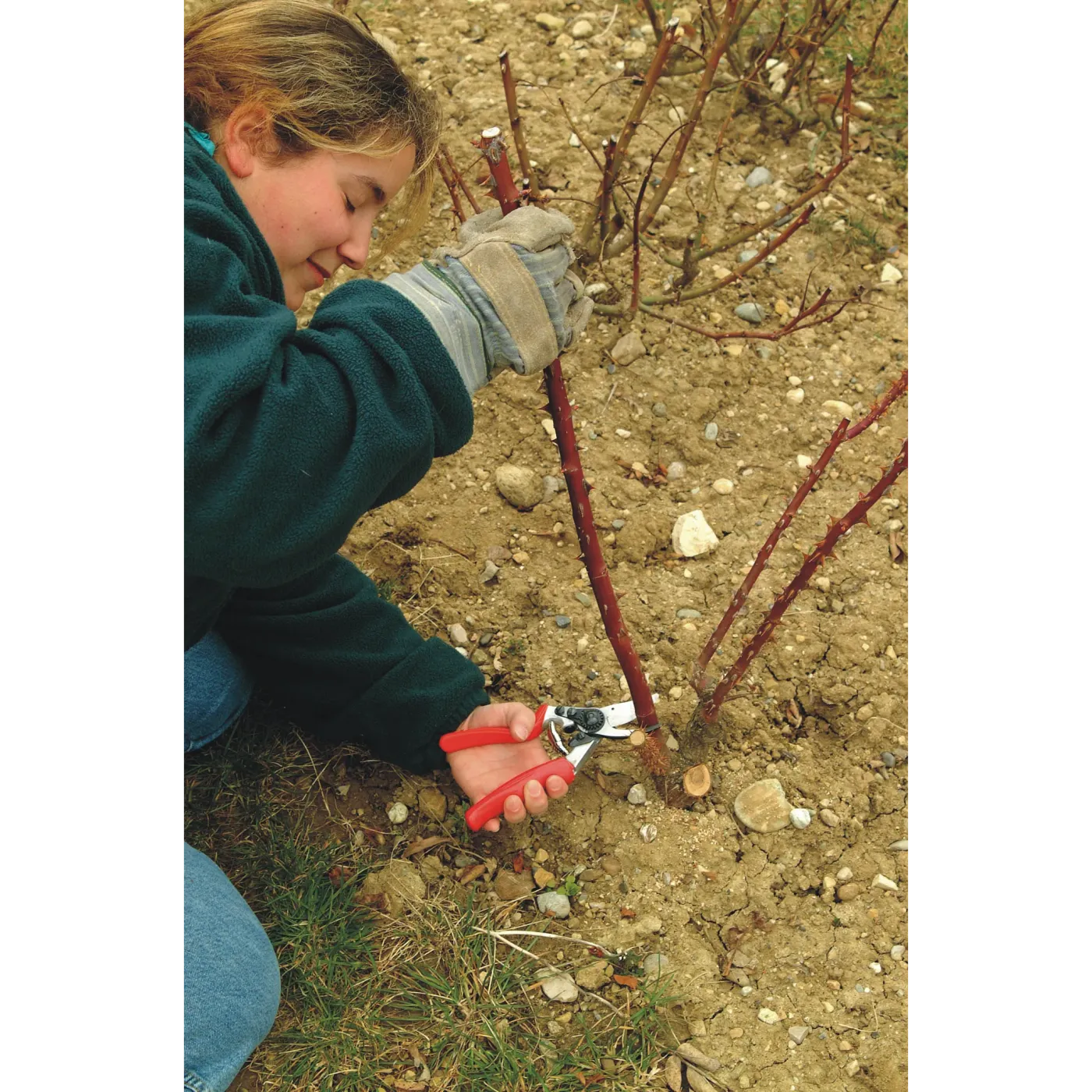 FELCO 10 Linkshänder Gartenschere im professionellen Einsatz im Garten