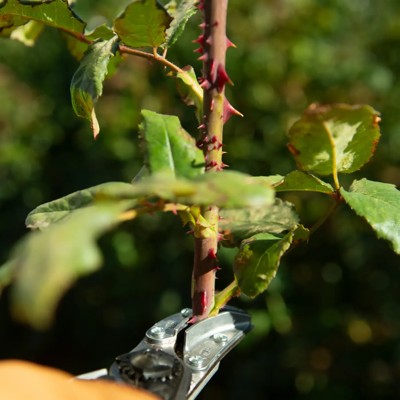 FELCO 100 Detail Schnitt saubere Schneidleistung