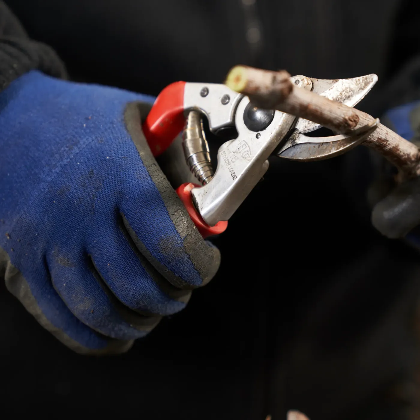 FELCO 15 Gartenschere im professionellen Einsatz im Gartenbau