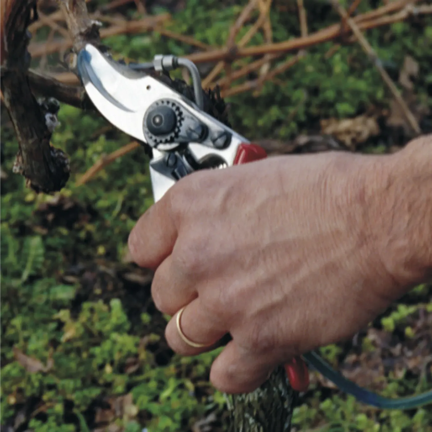 felco 19 gartenschere im einsatz weinbau schneiden