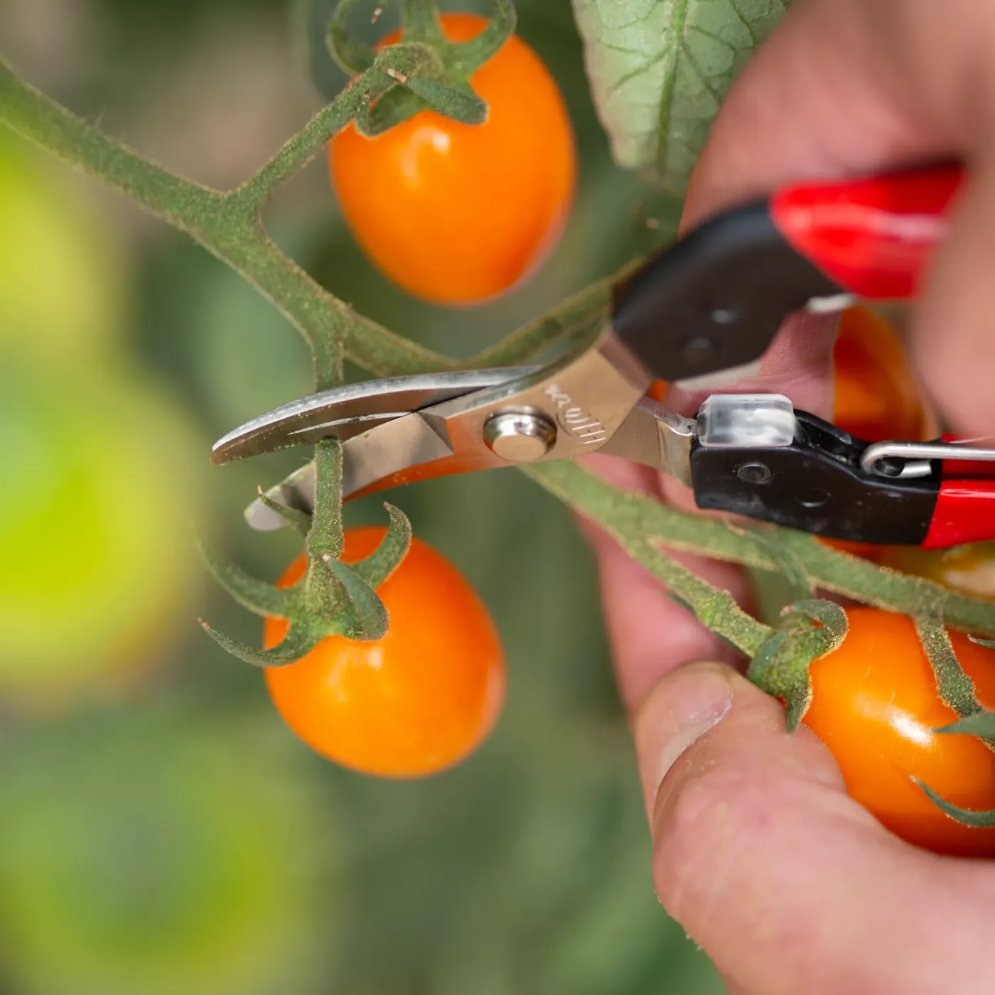 FELCO 320 Pflückschere für feine Erntearbeiten an Tomaten und Gemüse