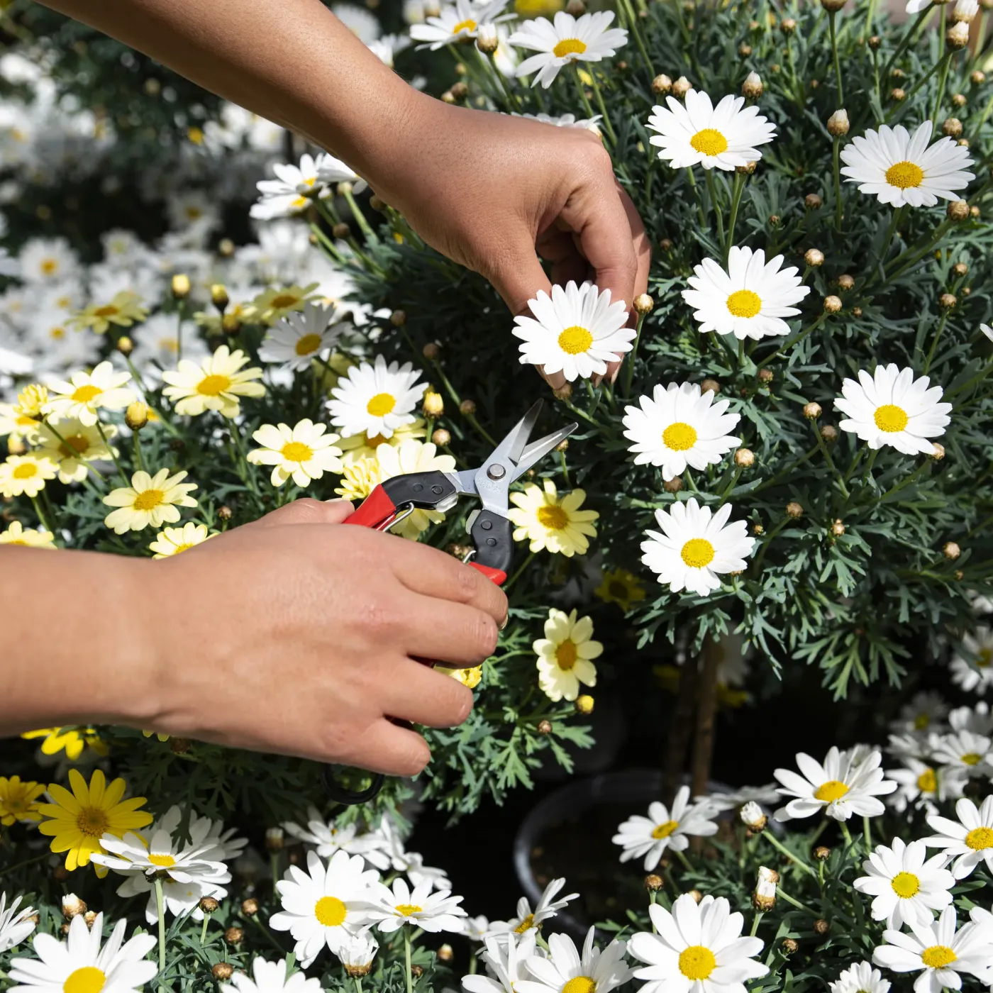 FELCO 321 Ernteschere beim Schneiden feiner Blüten