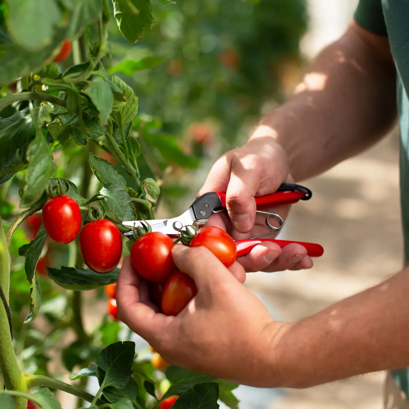 FELCO 321 Ernteschere bei der Beerenernte