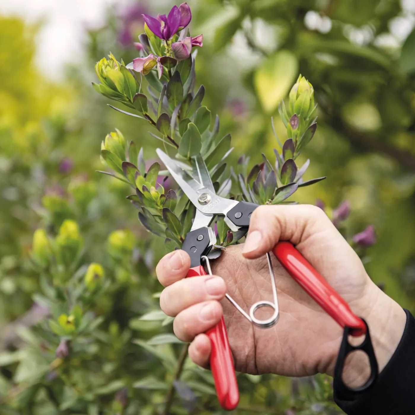FELCO 322 Ernteschere beim Schneiden von Pflanzen im Garten