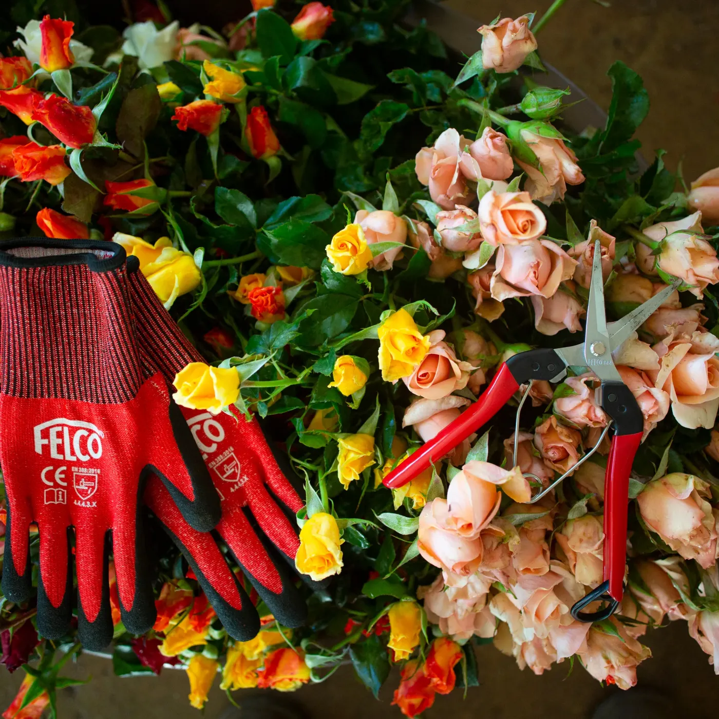 FELCO 322 Ernteschere bei der Tomatenernte