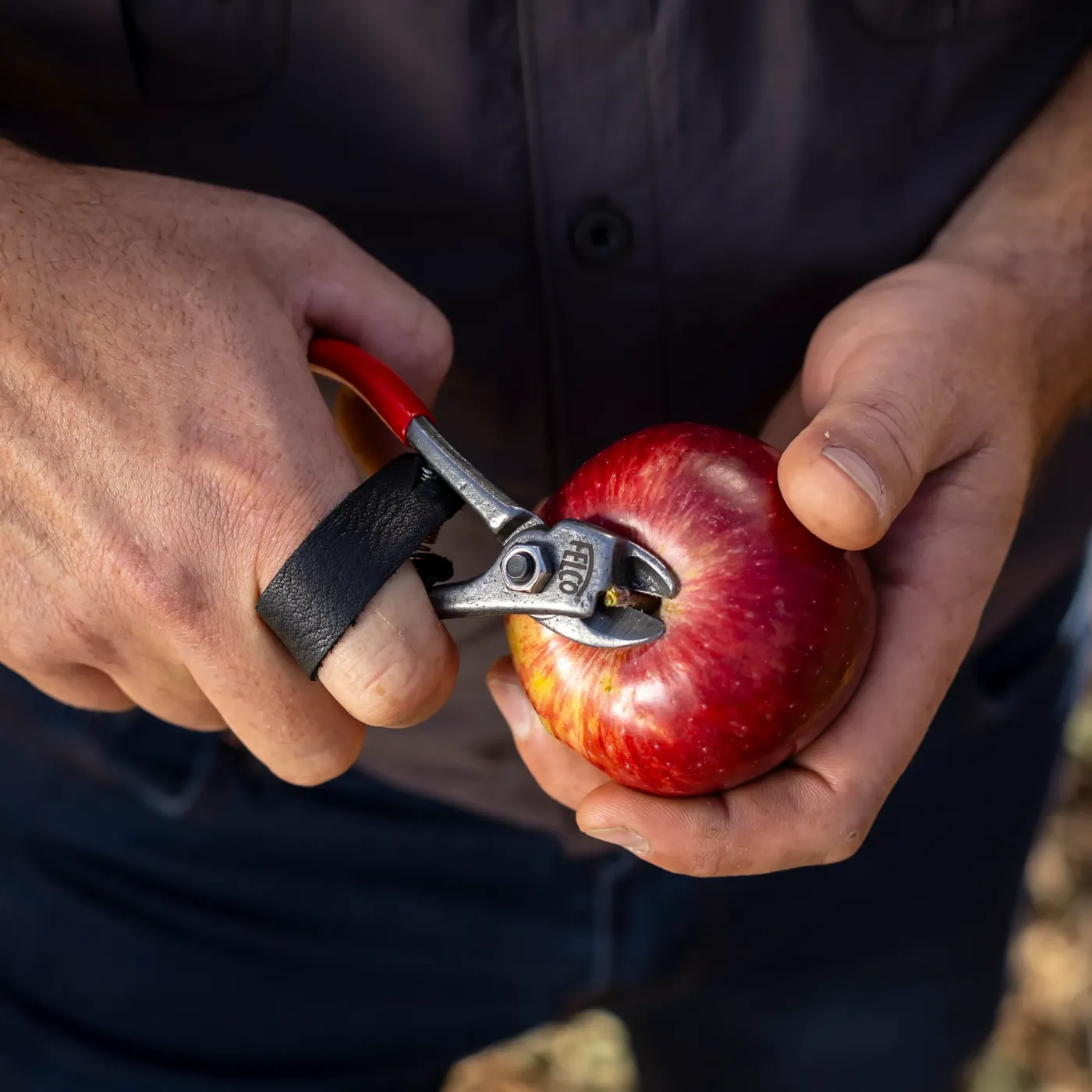 felco 330 obstschere beim schneiden von apfel