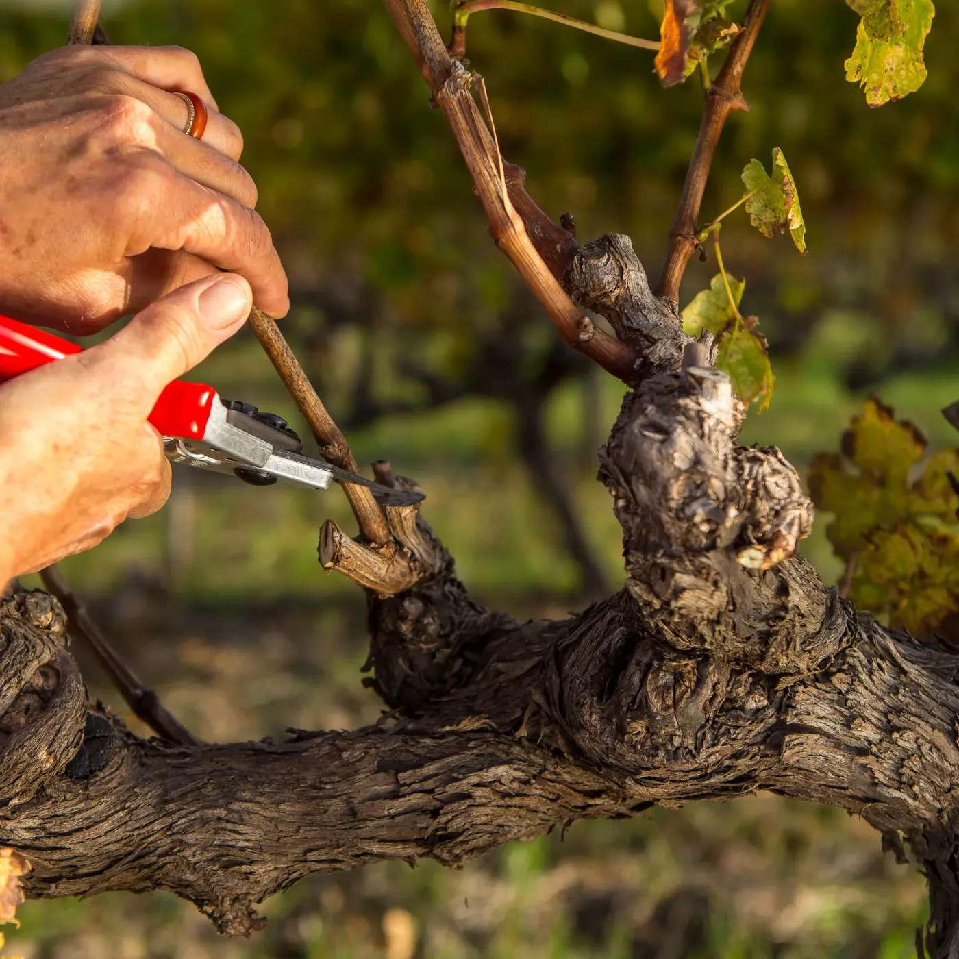 FELCO 6 Gartenschere im Einsatz
