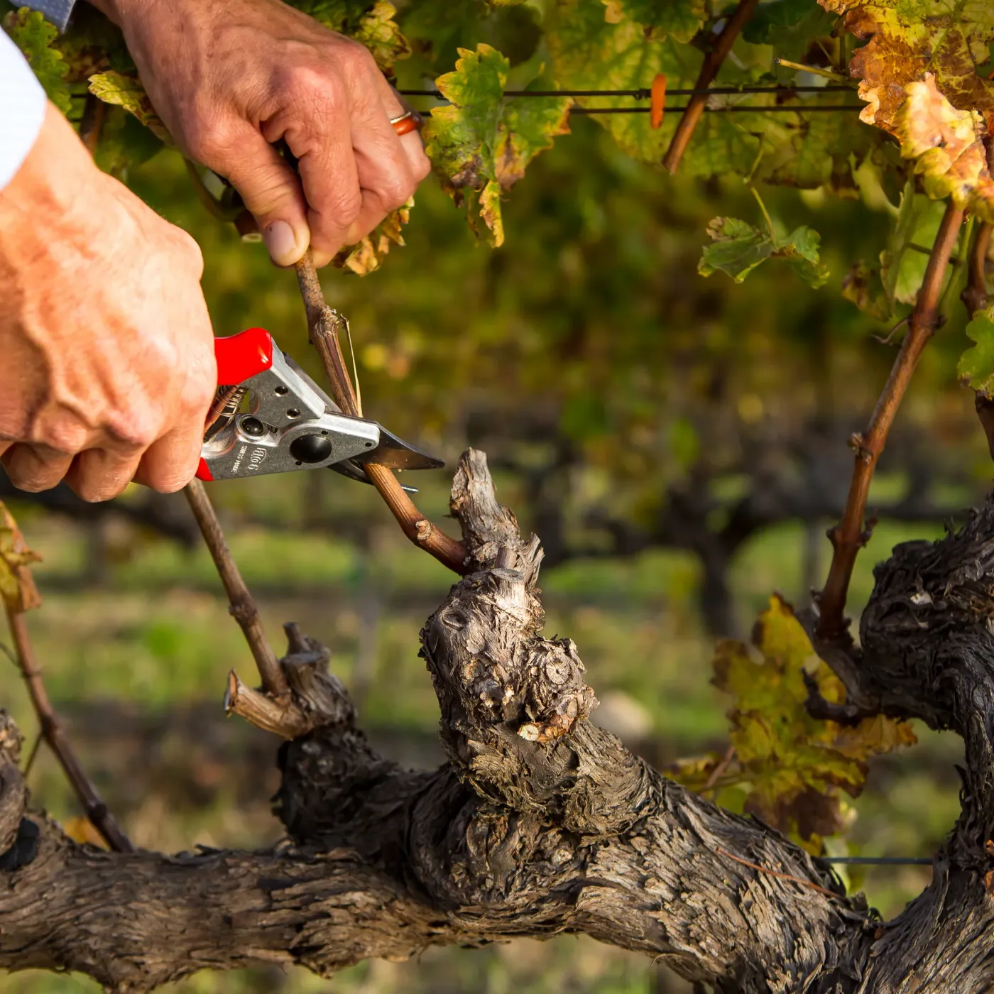 FELCO 6 Gartenschere Handhabung