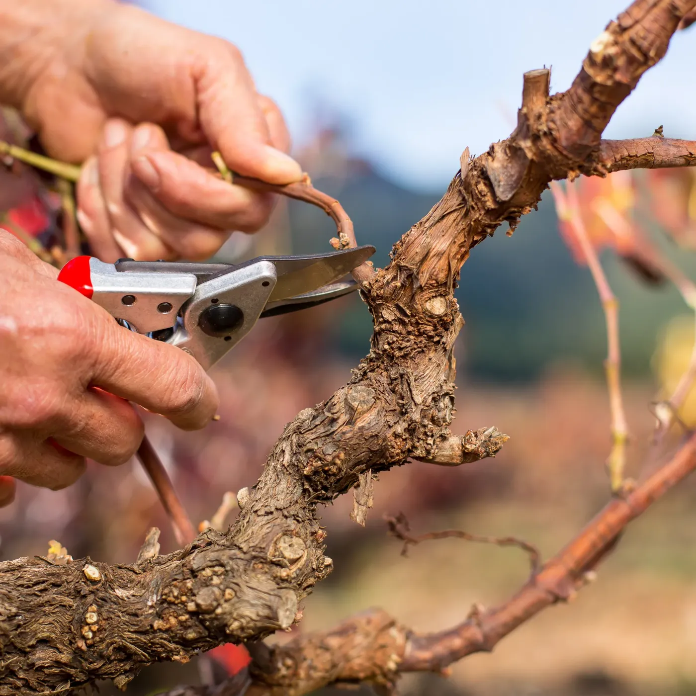 FELCO 6 Gartenschere präziser Schnitt