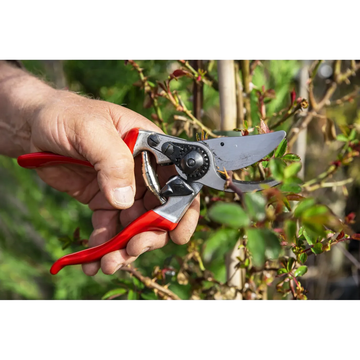 FELCO 9 Gartenschere beim Schneiden von Ästen