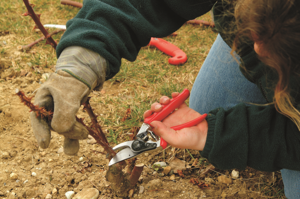 FELCO 10 Gartenschere - Rosenschnitt