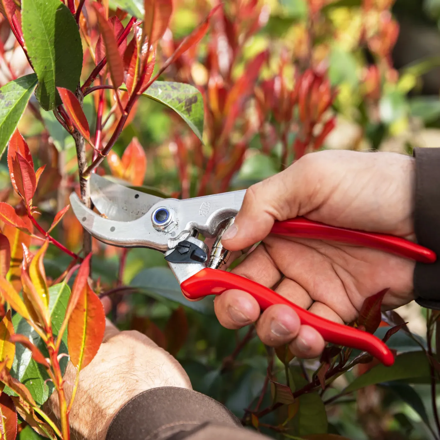 FELCO 4 Gartenschere bei der Anwendung im Garten