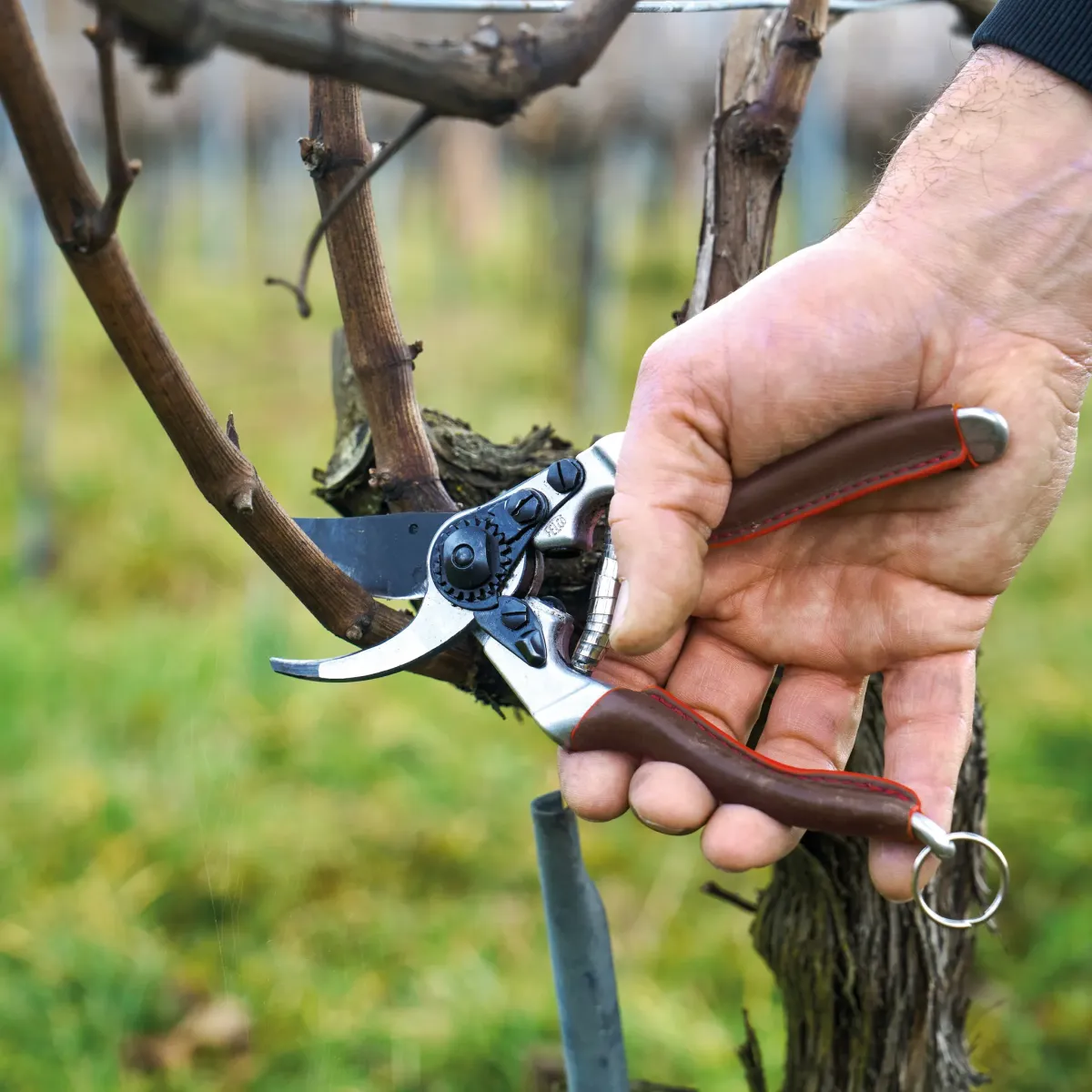 FELCO 6 Elite Gartenschere im Einsatz Ast schneiden
