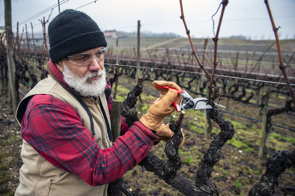 FELCO 8 Gartenschere - Rebschnitt 4